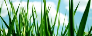 grass closeup grass closeup